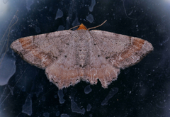 Macaria distribuaria