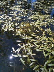 Potamogeton octandrus