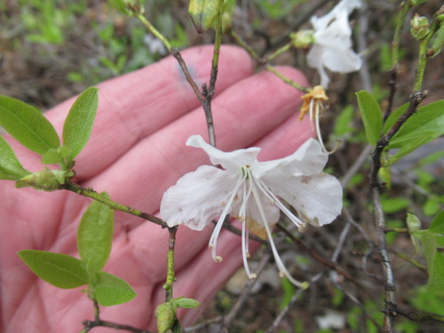 Rhododendron dauricum iNat (3)