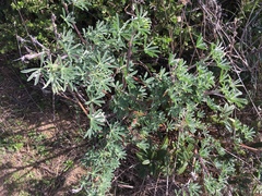 Lupinus arboreus eximius
