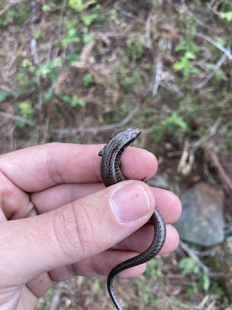 Marcano's Galliwasp