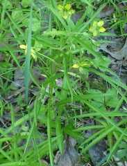 Lysimachia lanceolata