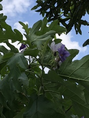 Solanum wrightii