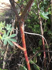 Lupinus arboreus eximius