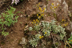 Packera antennariifolia