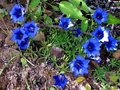 Gentiana