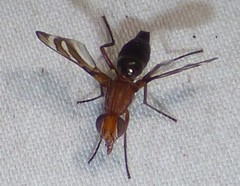 Tritoxa