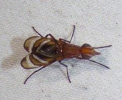 Tritoxa