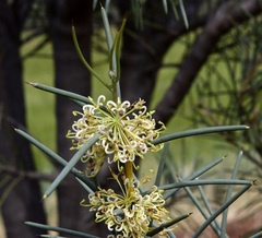 Hakea recurva