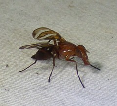 Tritoxa