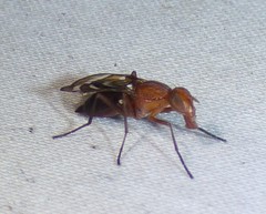 Tritoxa