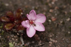 Drosera tubaestylis