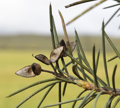 Hakea recurva