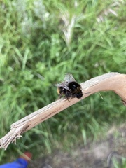 Bombus ruderarius
