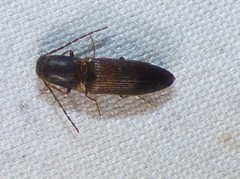 Dolerosomus silaceus