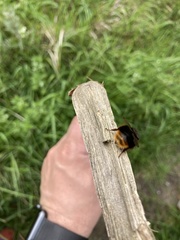 Bombus ruderarius