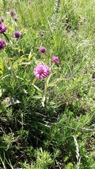 Trifolium alpestre