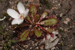 Drosera tubaestylis