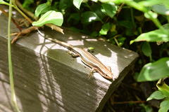 Plestiodon latiscutatus