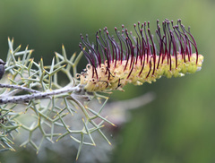 Grevillea armigera