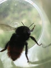 Bombus rupestris