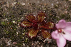 Drosera tubaestylis