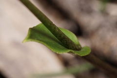 Eriochilus dilatatus