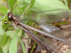 Ascaloptynx appendiculata