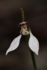 Eriochilus dilatatus