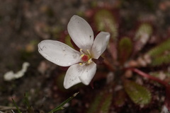 Drosera tubaestylis