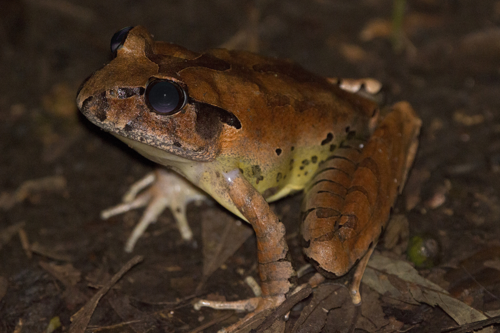 Fleay's Barred-Frog