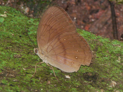 Faunis canens arcesilas