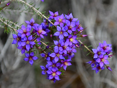 Calytrix leschenaultii