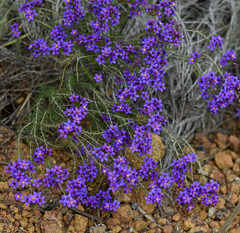 Calytrix leschenaultii