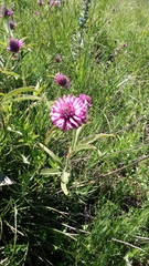 Trifolium alpestre
