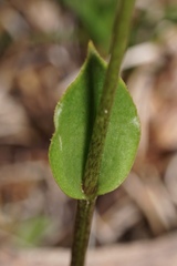 Eriochilus dilatatus