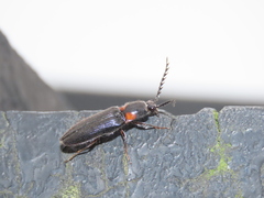 Elaterini