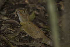 Lophosaurus spinipes