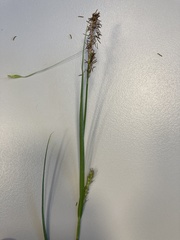 Carex hirta