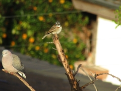 Zonotrichia capensis chilensis