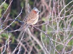 Zonotrichia capensis chilensis
