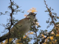 Zonotrichia capensis chilensis