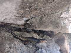 Sceloporus oberon