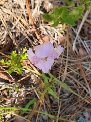 Callisia ornata