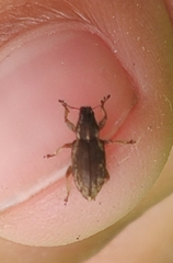 Sitona humeralis