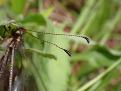 Ascaloptynx appendiculata