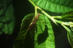 Riptortus linearis