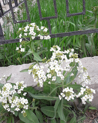 Armoracia sisymbrioides