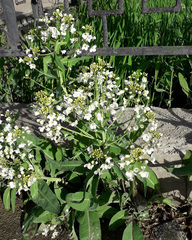 Armoracia sisymbrioides