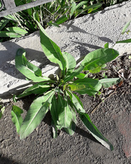 Armoracia sisymbrioides